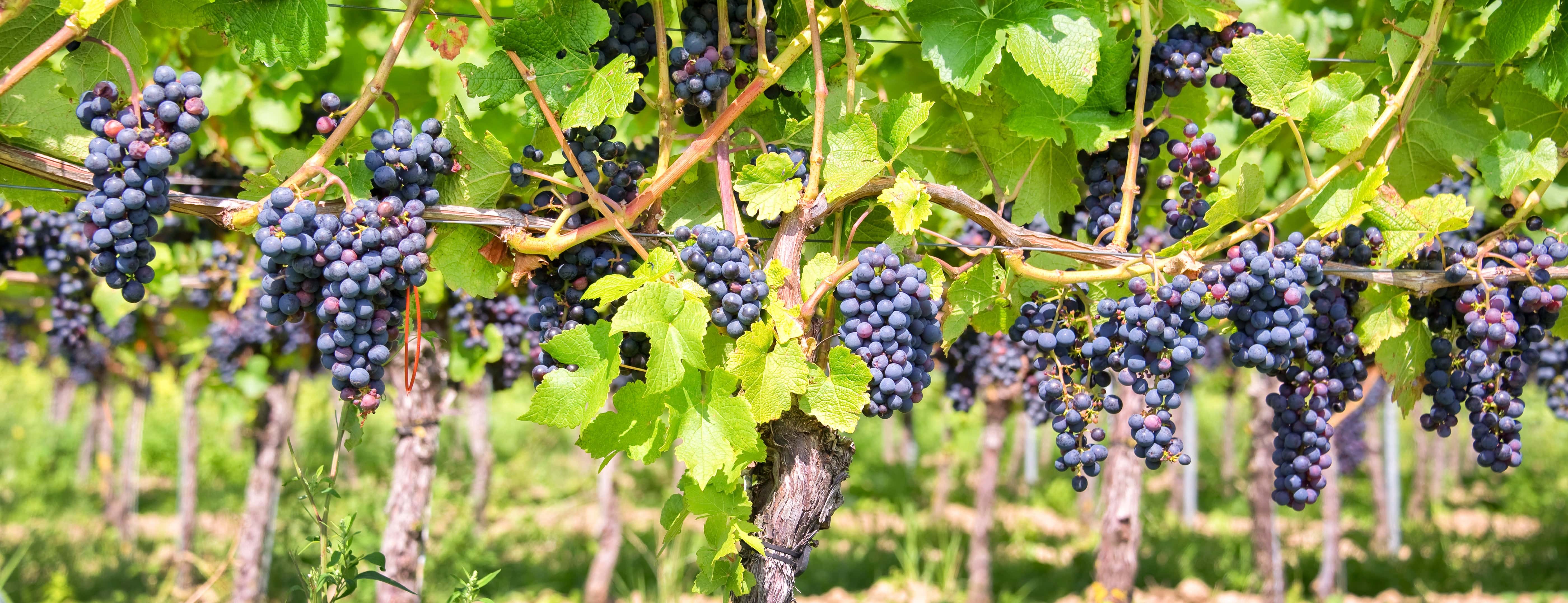 Clusters of ripe purple grapes hanging on vines in a sunlit vineyard, surrounded by green leaves and rows of grapevines.