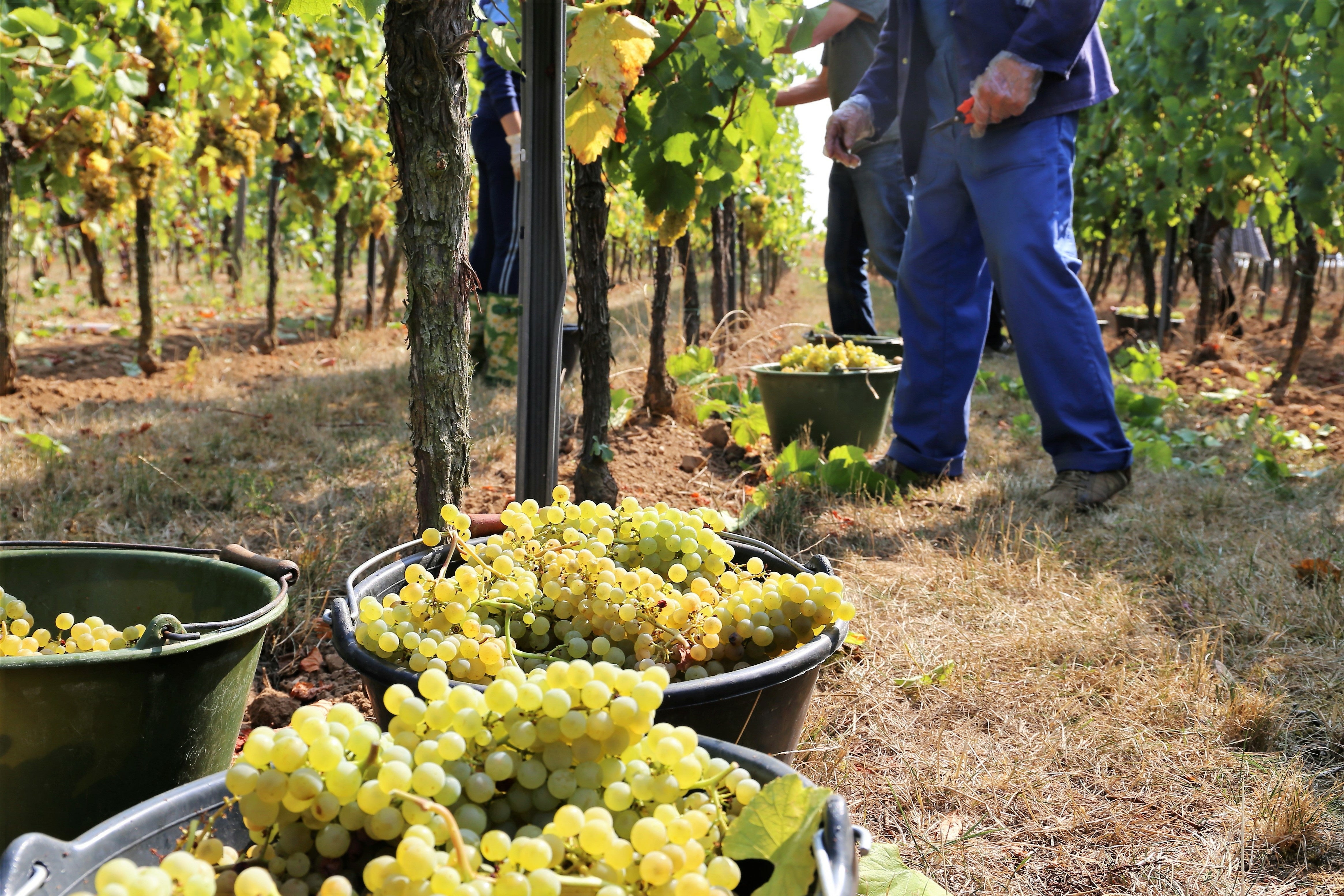 Harvested white wine grapes in buckets during grape picking season at a vineyard, with workers in the background.