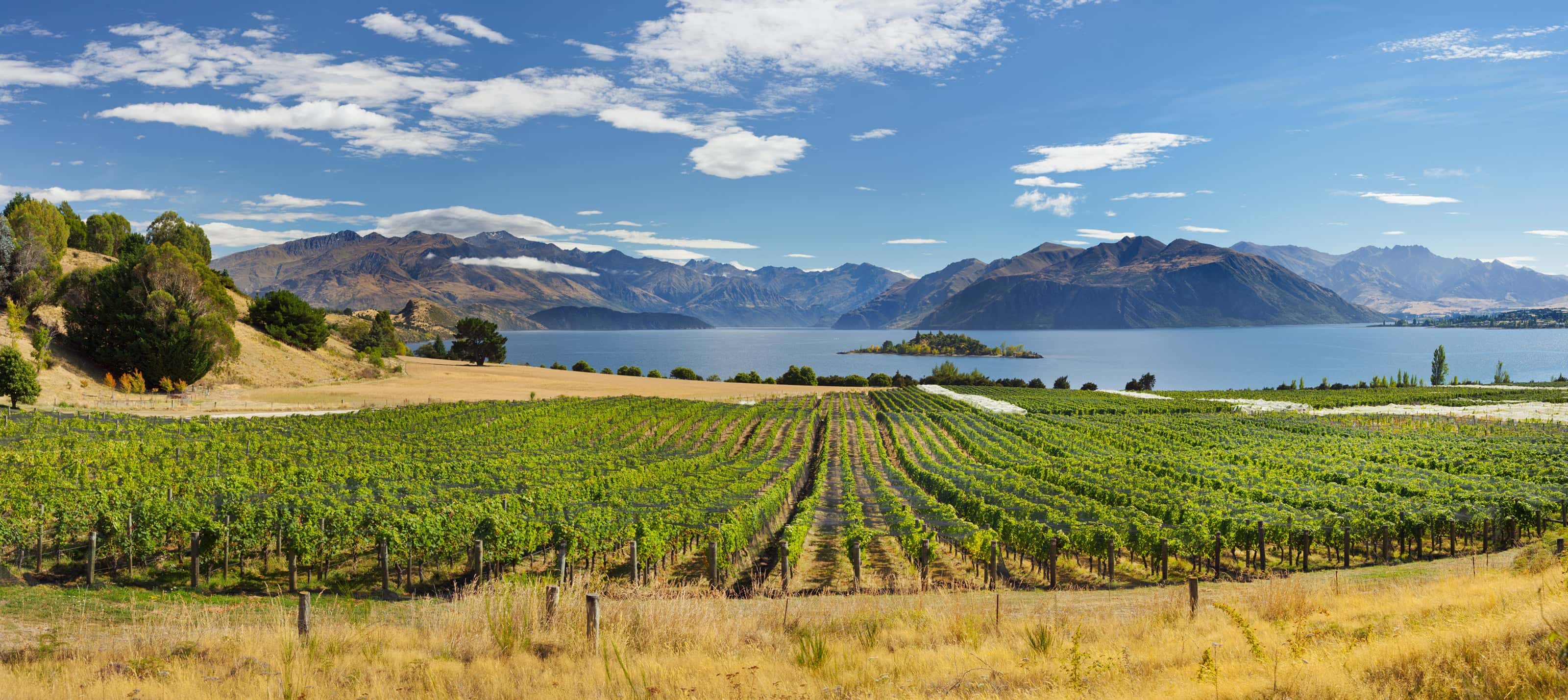 Vineyard stretching toward a calm lake with a small island, surrounded by rugged mountains under a blue sky with scattered clouds.