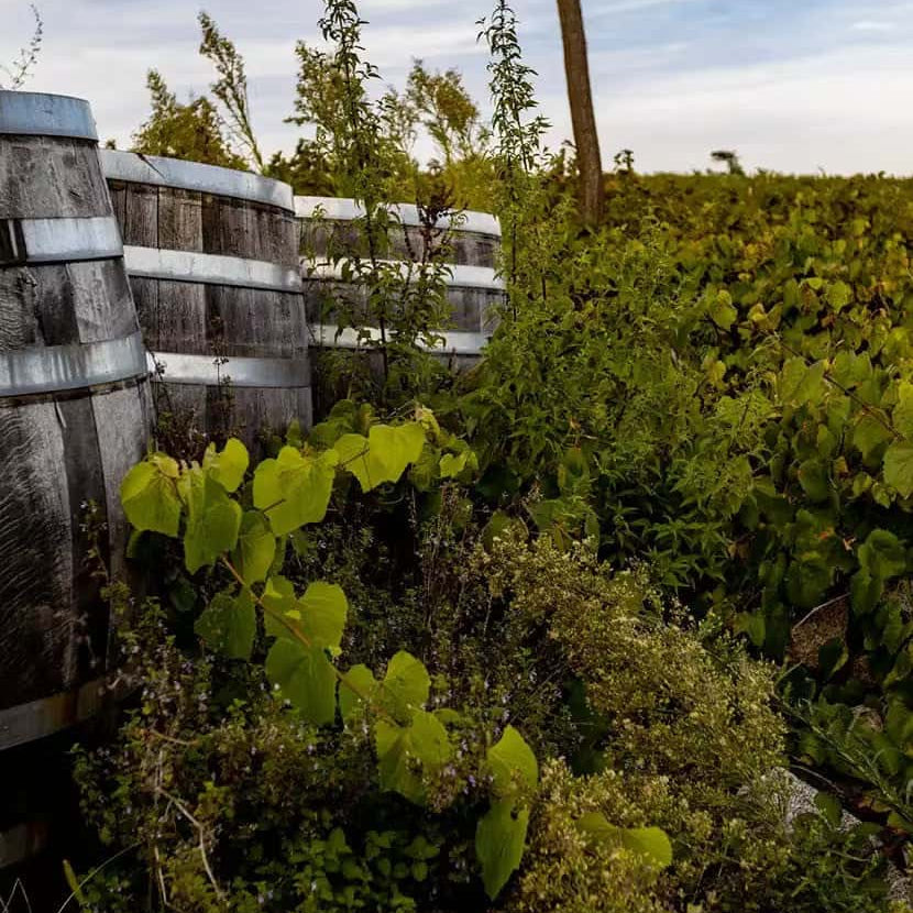 Weathered wooden wine barrels partially hidden by overgrown green vines and plants in a vineyard under a partly cloudy sky.